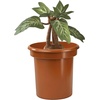 image:imageThe Noble Collection Harry Potter Electronic Plush Mandrake