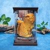 image:imageThe Noble Collection Harry Potter Magical Creatures No 11  Crookshanks