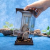 image:imageThe Noble Collection Harry Potter Magical Creatures No 14  Scabbers