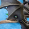 image:imageThe Noble Collection Harry Potter Magical Creatures No5 Ukrainian Ironbelly