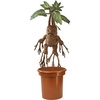 image:imageThe Noble Collection Harry Potter Electronic Plush Mandrake